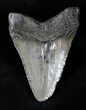 Juvenile Megalodon Tooth #20779-1